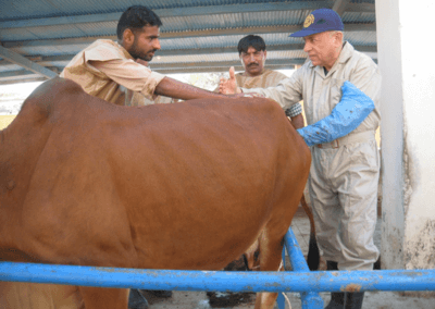 Training of the trainers – Veterinarians Training in Dairy Reproduction