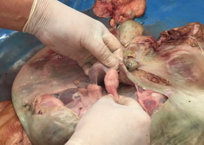 Fig 2a. Prof Memon showing the ‘placentome’, an attachment between cow’s uterus with the growing fetus in uterus