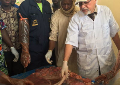 Fig 2b. Prof Memon showing about 8-months age fetus in the uterus of a slaughtered cow, which is about 1 month prior to cow’s normal calving (delivery)