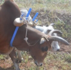 Fig3: Improved ox yoke in use