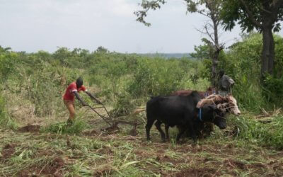 Oxen: powering sustainable agriculture in developing countries