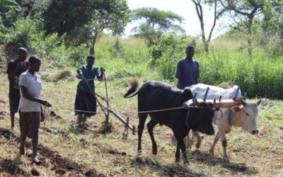 Conservation Agriculture helps farmers in Gulu