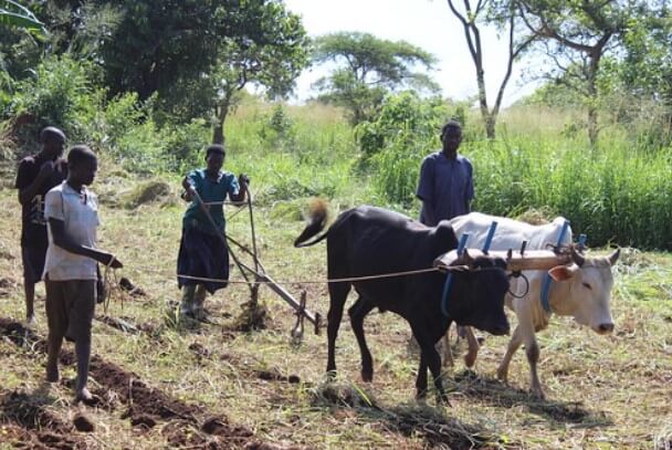 Conservation Agriculture helps farmers in Gulu