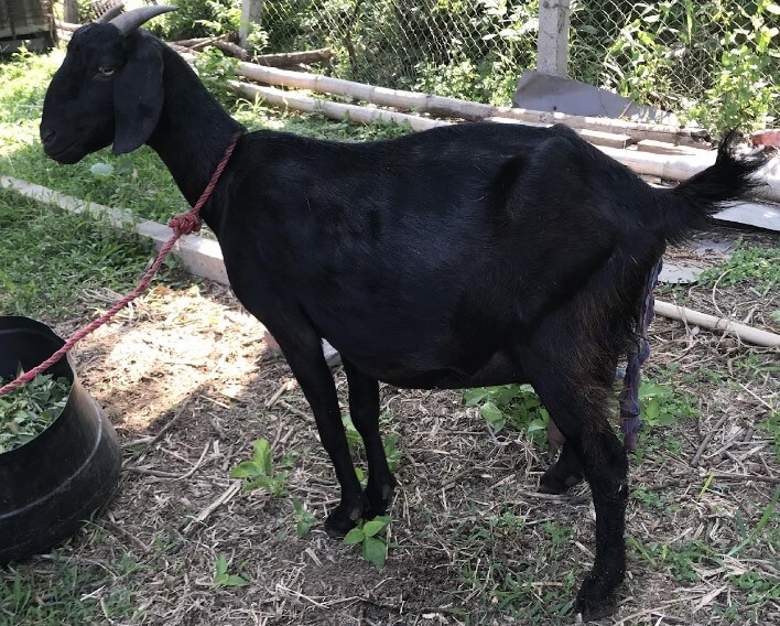 Fig 2. Local goat breed