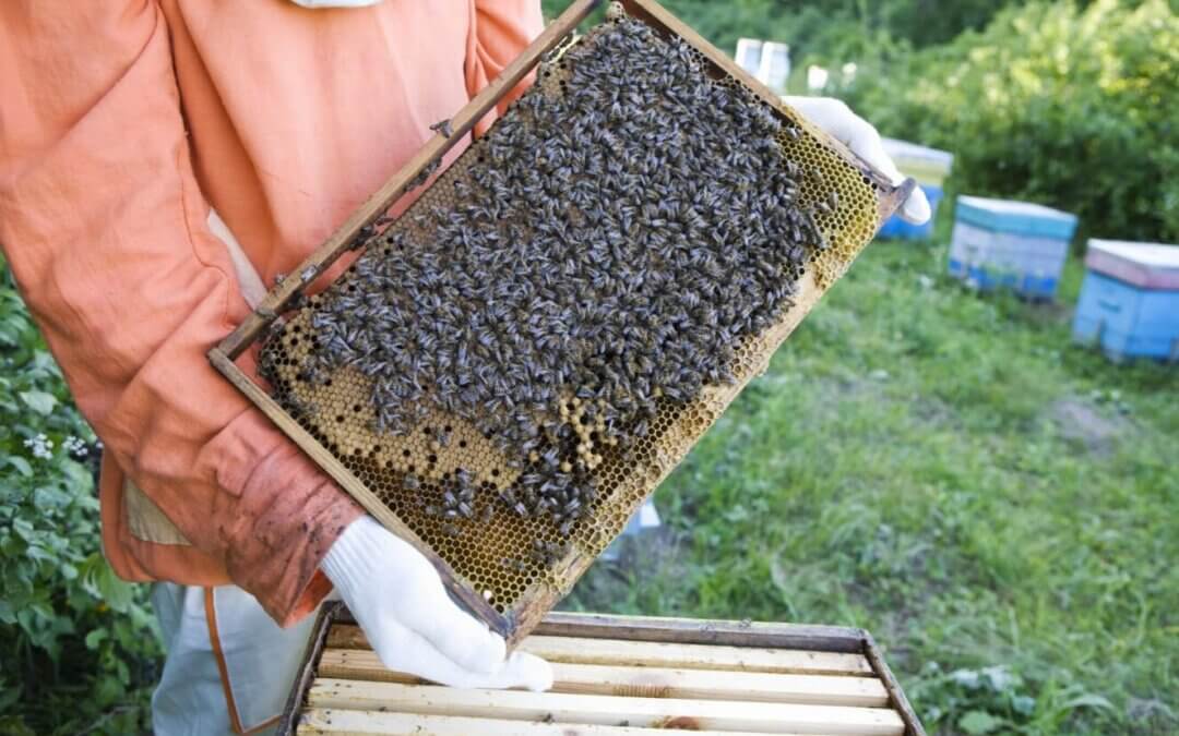 What is the best beehive for development